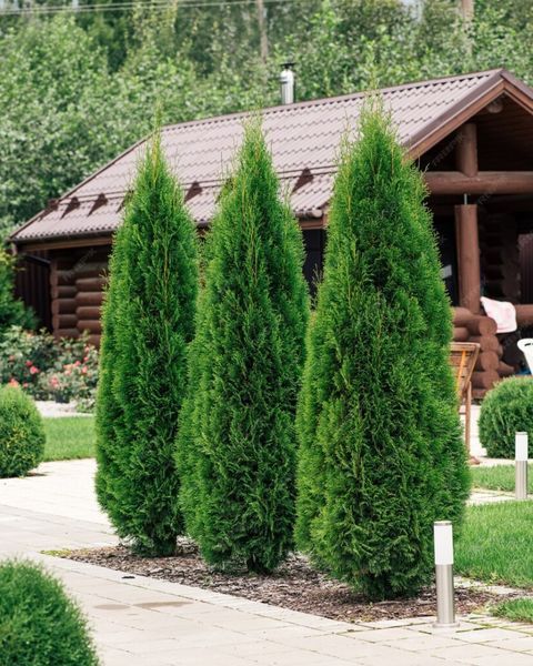 Fertilizer for Conifers 1 kg 1234 photo