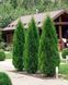 Fertilizer for Conifers 1 kg 1234 photo 2